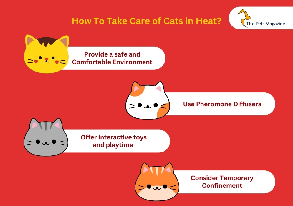 How To Take Care of Cats in Heat