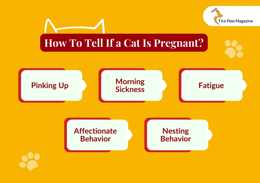 How To Tell If a Cat Is Pregnant