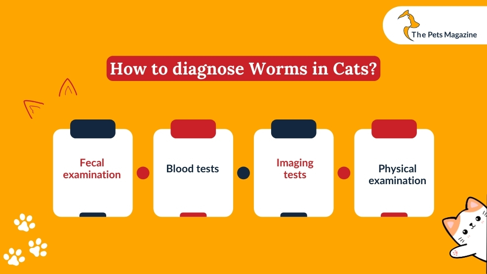 How to diagnose worms in cats