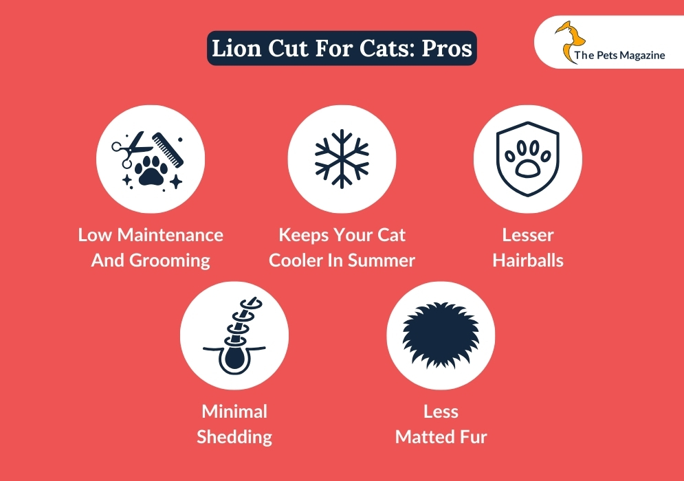 Lion Cut For Cats_ Pros