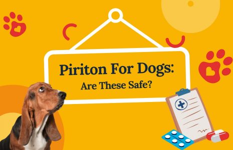 Piriton For Dogs