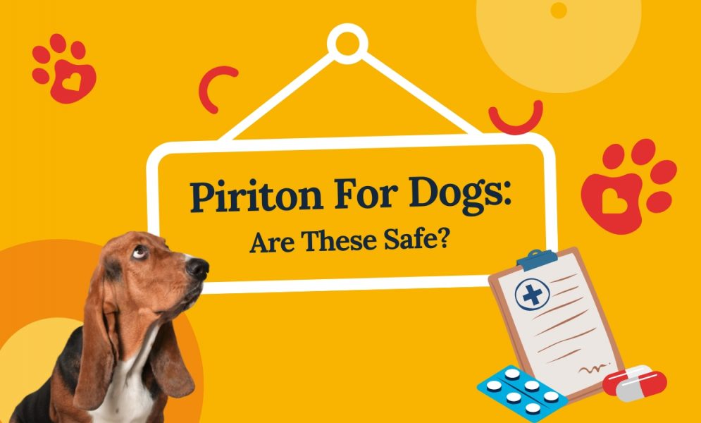 Piriton For Dogs