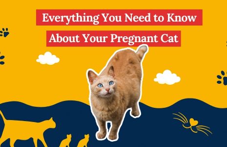 Pregnant Cat