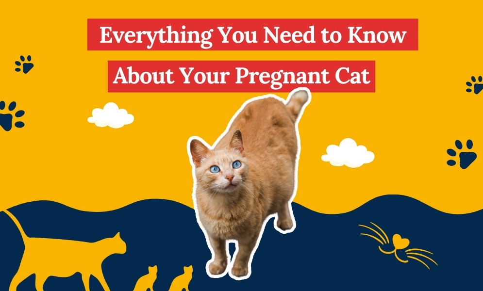 Pregnant Cat