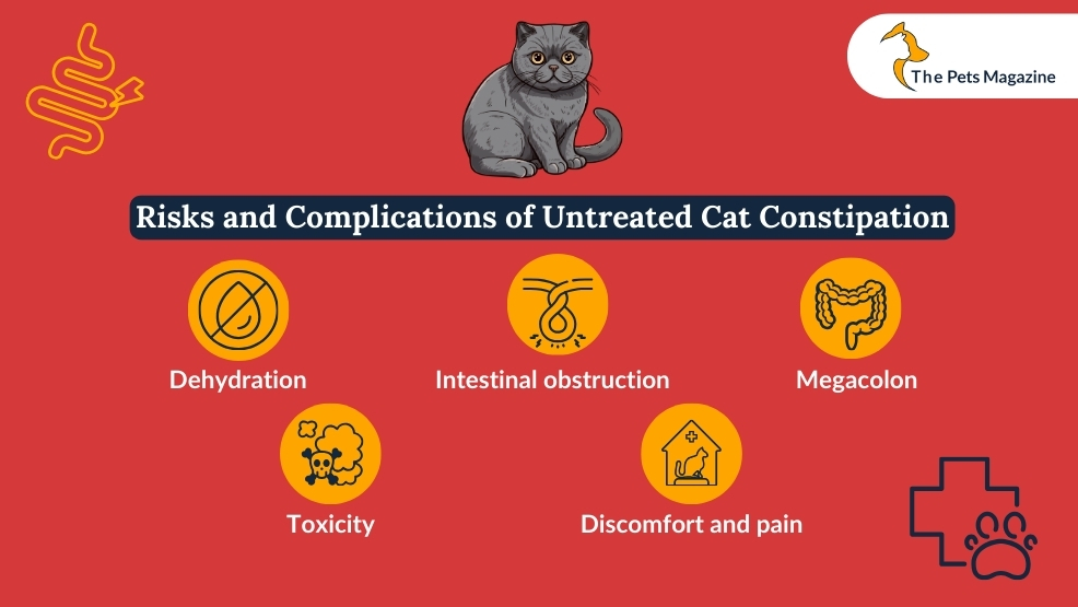 Risks and Complications of Untreated Cat Constipation