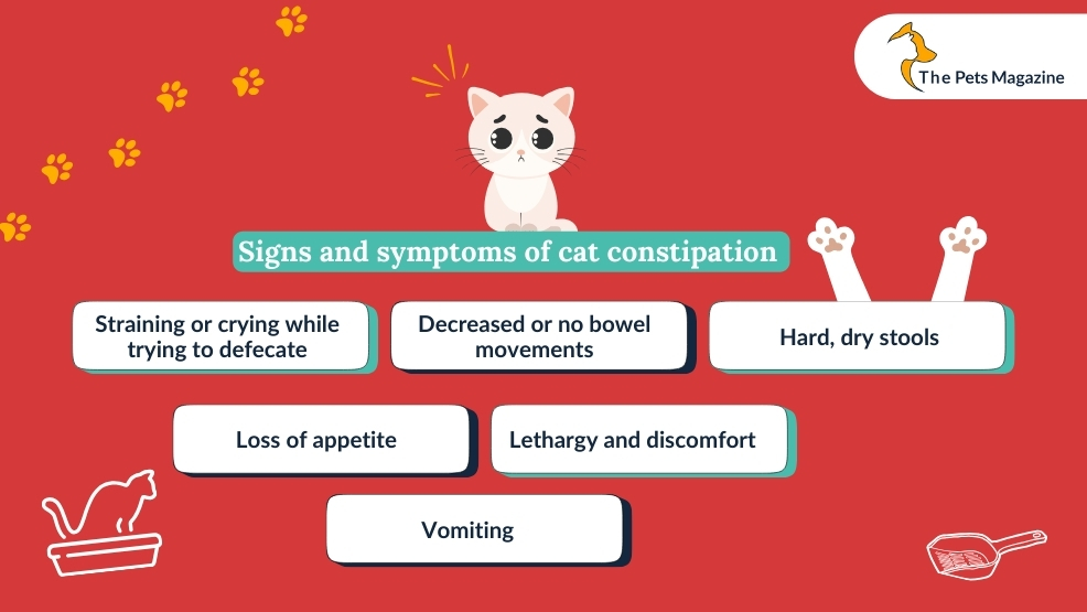 Signs and symptoms of cat constipation 