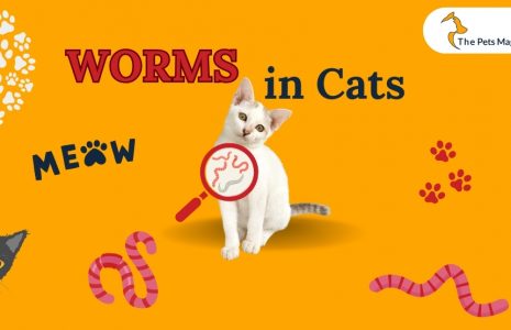 Signs of worms in cat