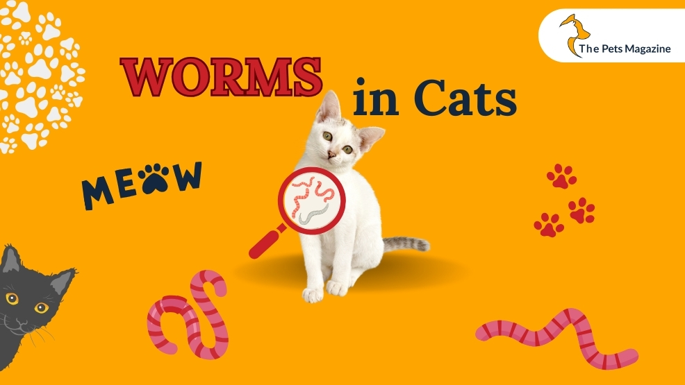 Signs of worms in cat