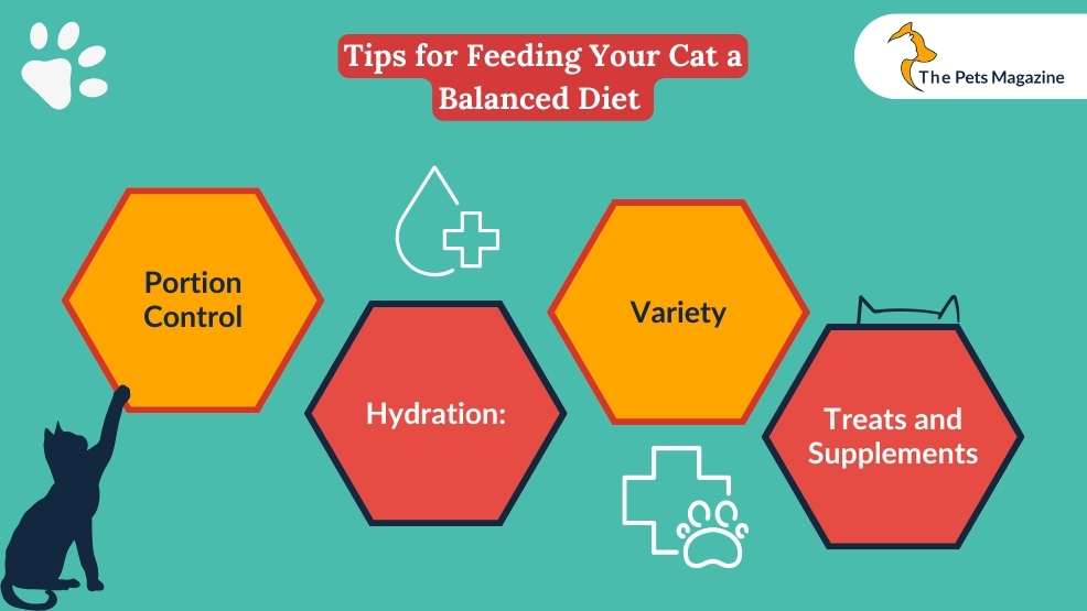 Tips for Feeding Your Cat a Balanced Diet