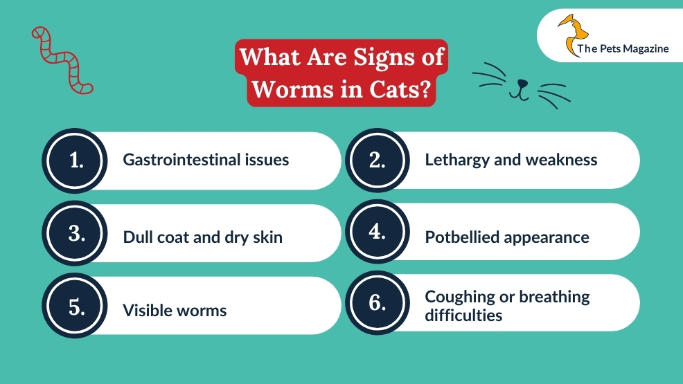 What Are Signs of worms in cats