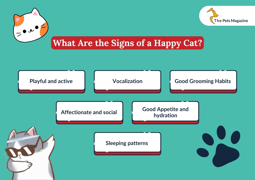 What Are the Signs of a Happy Cat