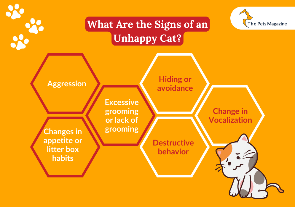 What Are the Signs of an Unhappy Cat