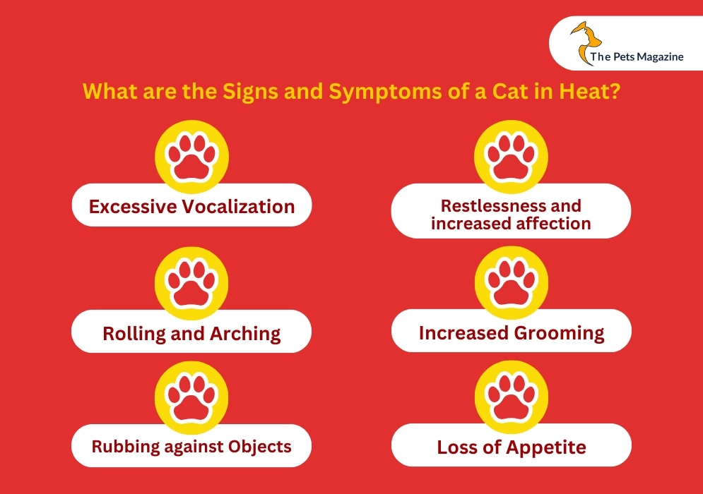 What are the Signs and symptoms of a cat in heat