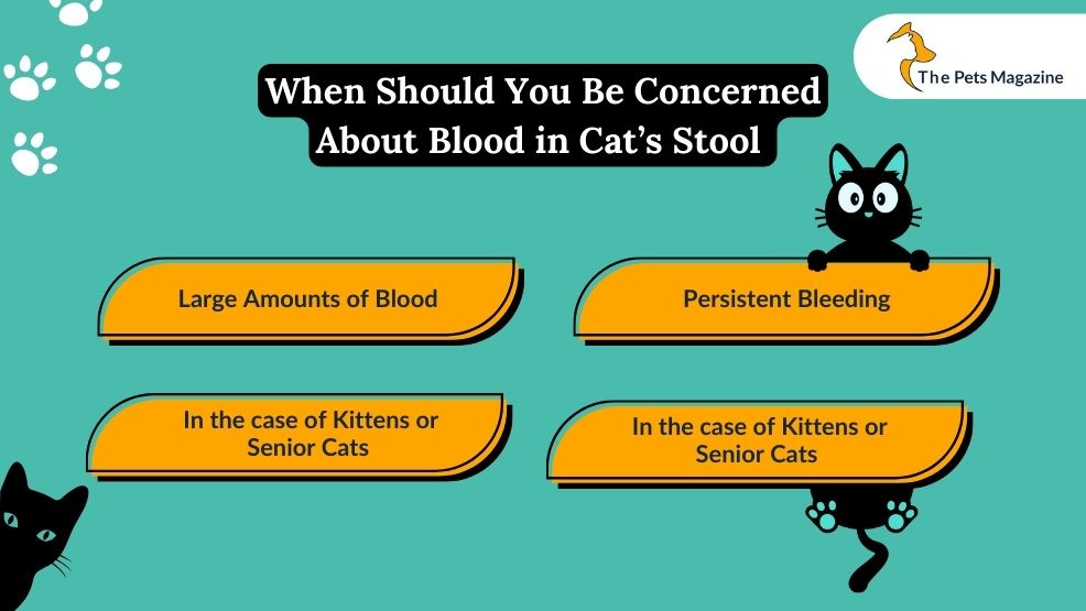 When Should You Be Concerned About Blood in Cat’s Stool