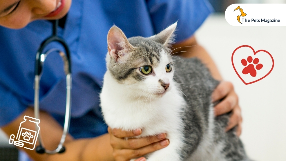 When to seek veterinary assistance for cat constipation