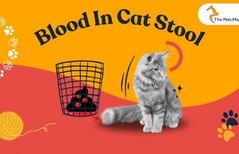 blood in cat stool