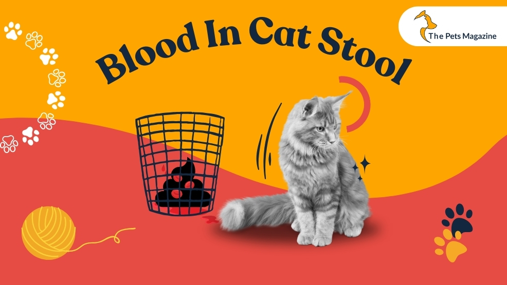 blood in cat stool