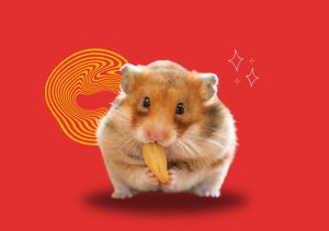 Picture of How To Train Your Hamster: Beginner-Friendly Tips and Techniques