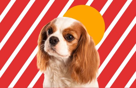 Cavalier King Charles Spaniel Dog