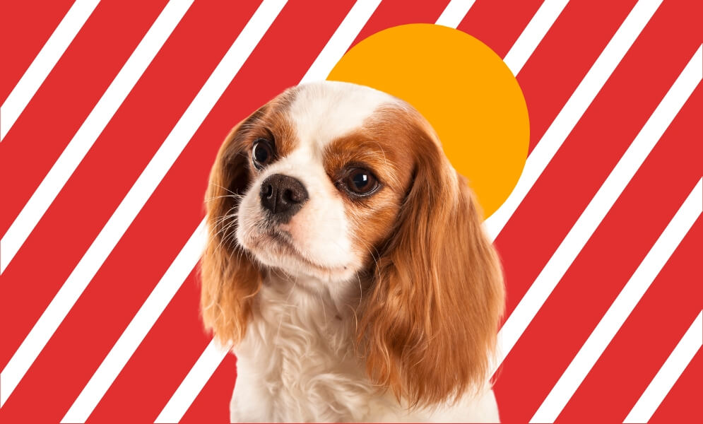 Cavalier King Charles Spaniel Dog