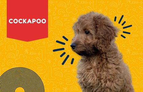 Cavapoo Behavior Problems