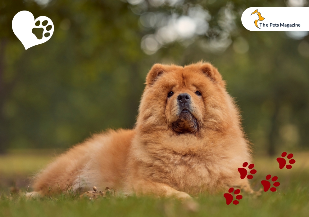 Chow-Chow