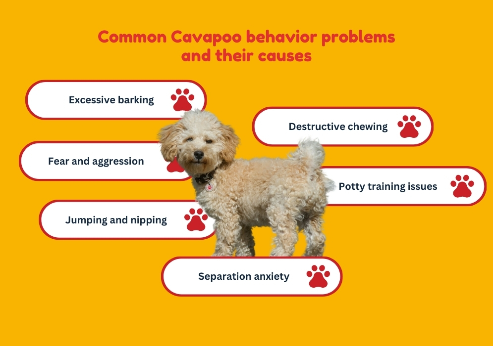 Common Cavapoo behavior problems and their causes