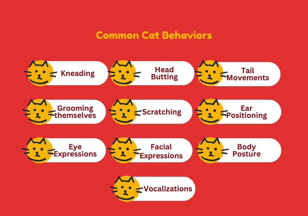 Common cat behaviors and what they mean