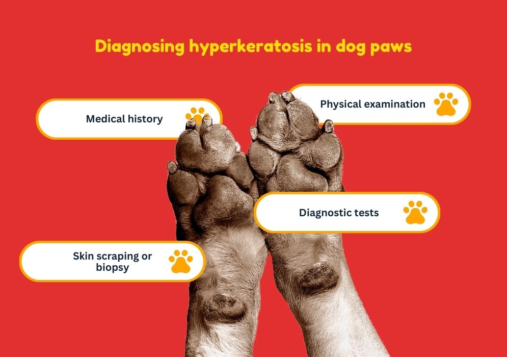 Diagnosing hyperkeratosis in dog paws