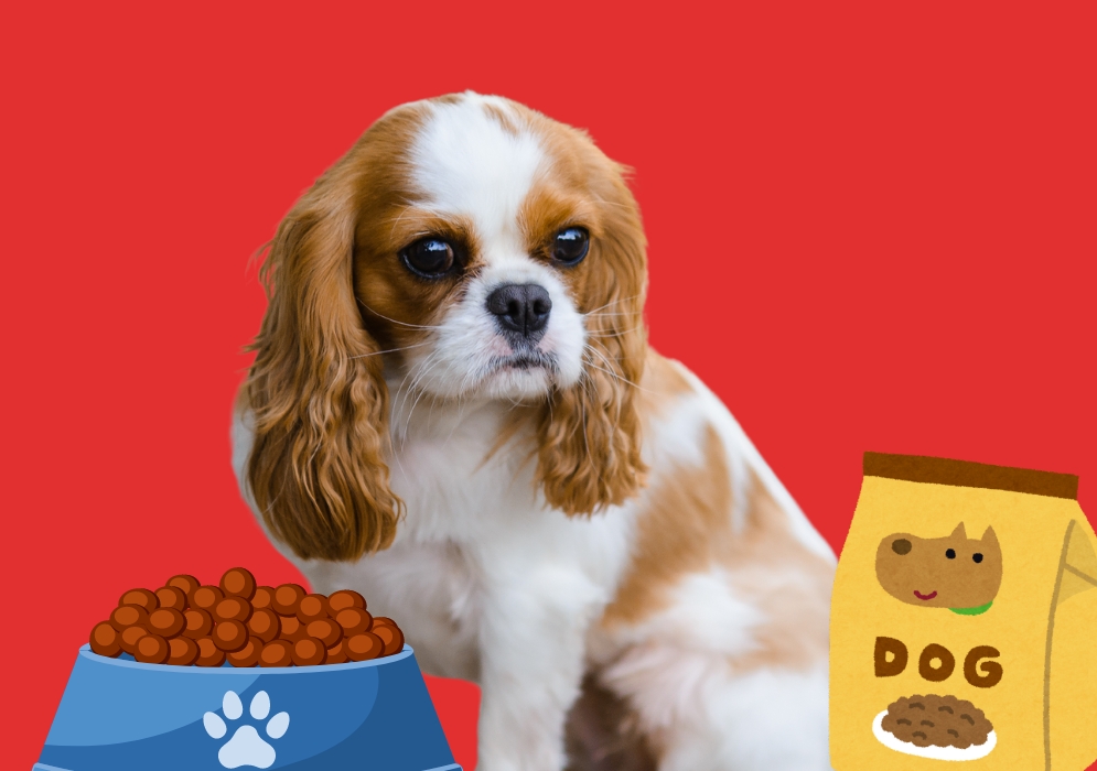 Feeding and nutrition guidelines for the Cavalier King Charles Spaniel