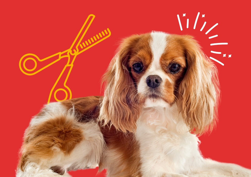 Grooming requirements for the Cavalier King Charles Spaniel