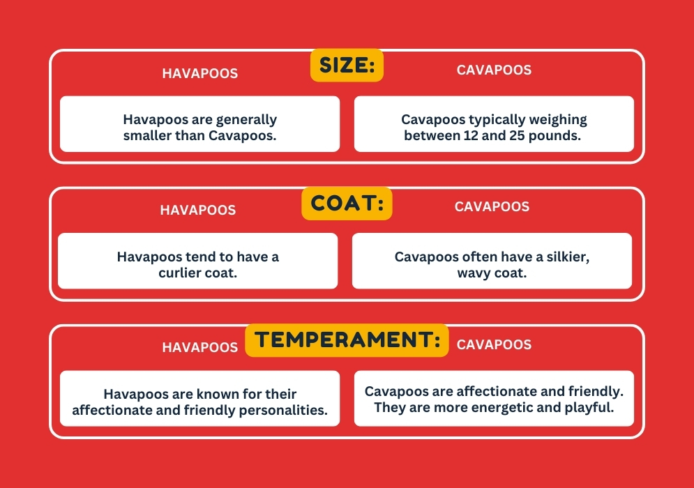 Havapoo vs. Cavapoo