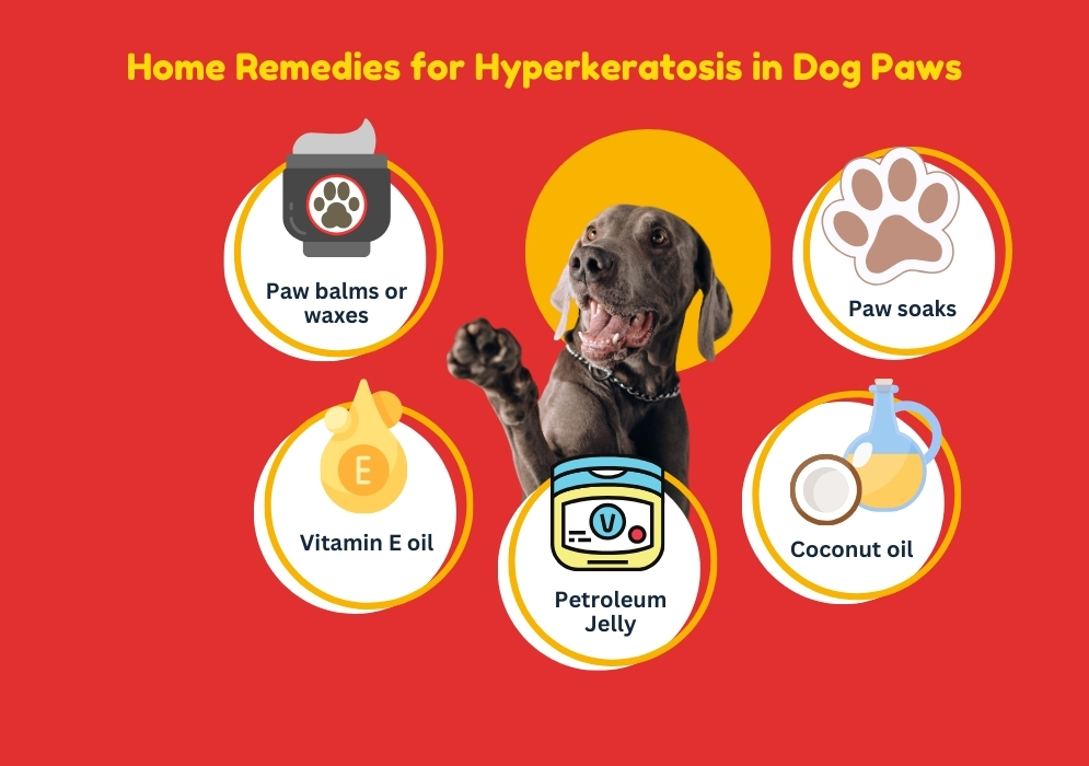 Home remedies for hyperkeratosis in dog paws