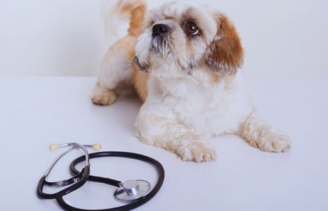 How to (Financially) Handle a Pet Emergency