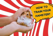 How to Train Your Hamster