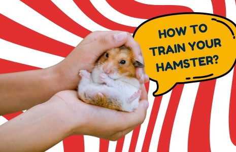 How to Train Your Hamster