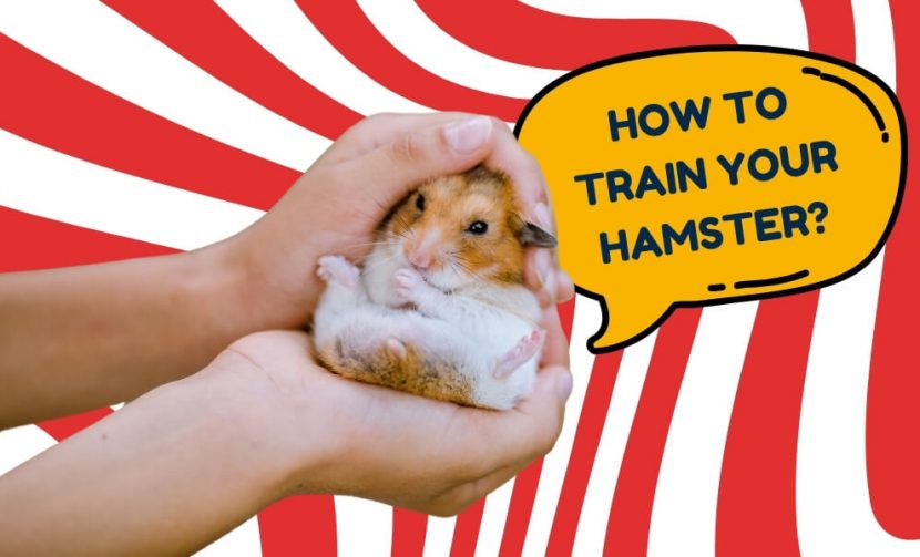 How to Train Your Hamster