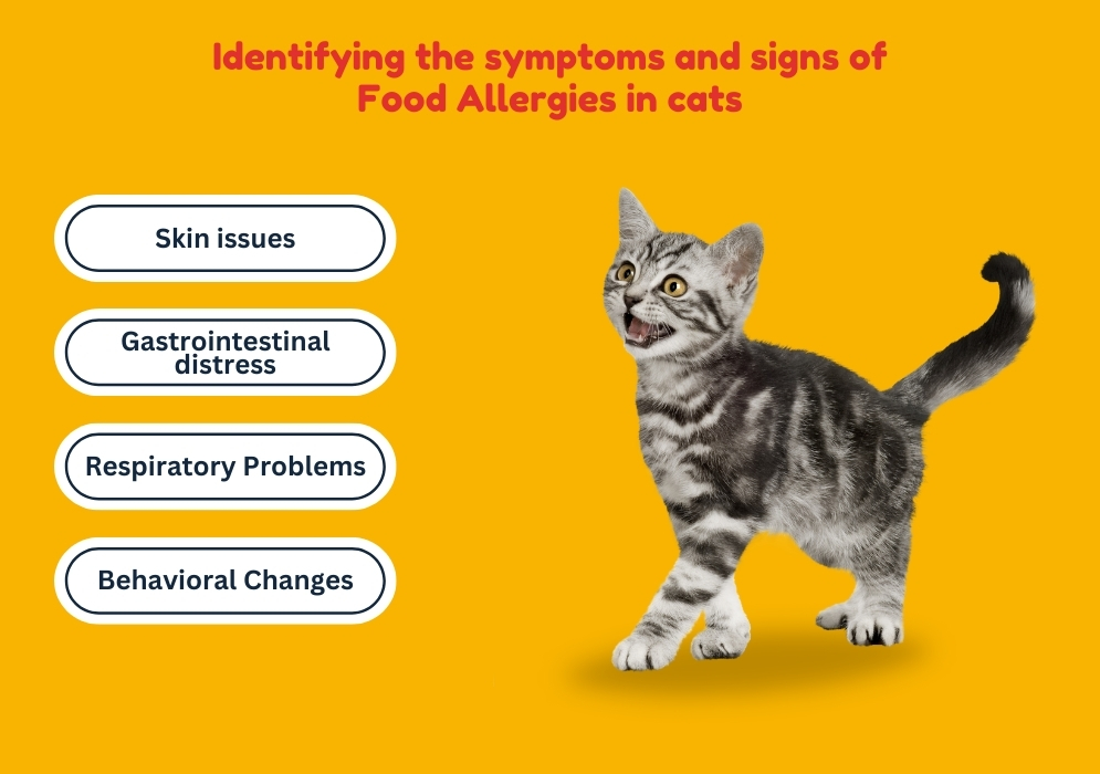 Identifying the symptoms and signs of food allergies in cats