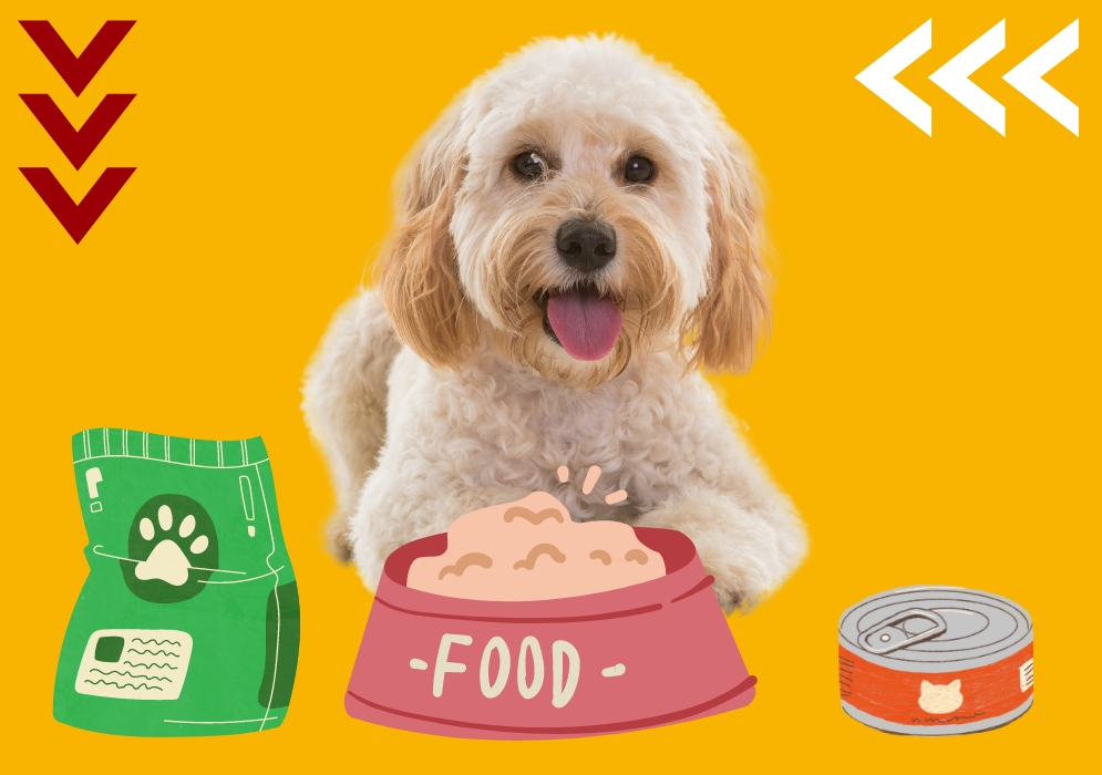 Proper nutrition for a longer and healthier Cockapoo life