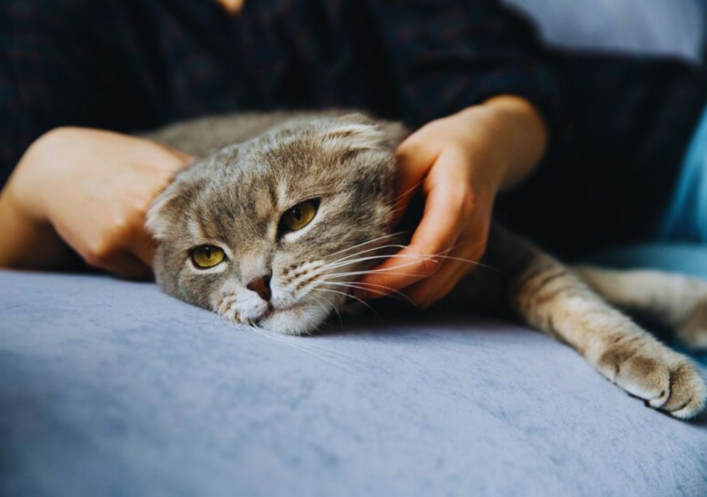 Signs of Stress and Anxiety in Cats