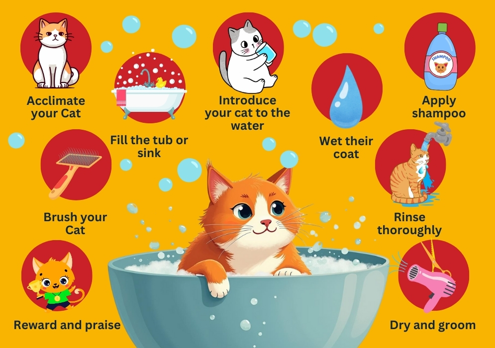 Step-by-step guide on how to safely bathe a cat