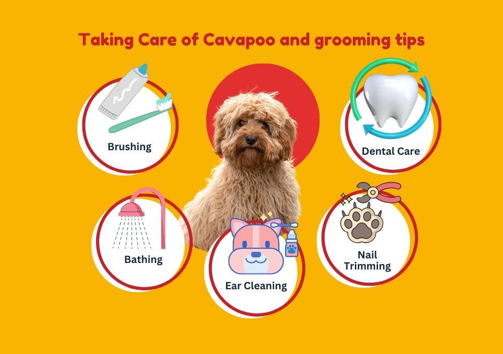 Taking Care of Cavapoo and grooming tips