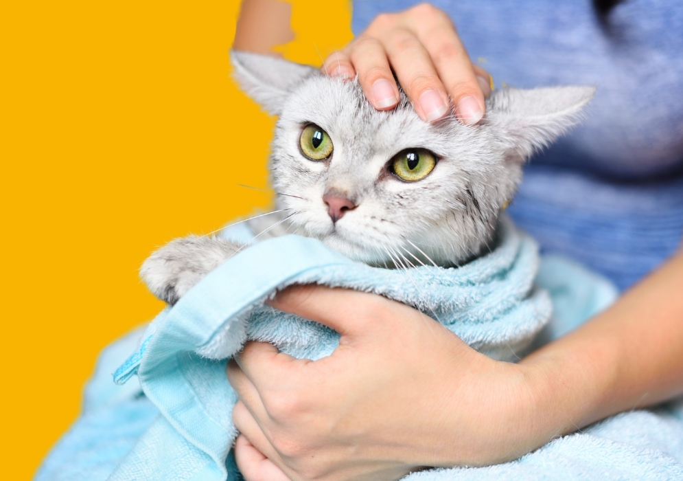 Tips and tricks for making bath time less stressful for your cat 