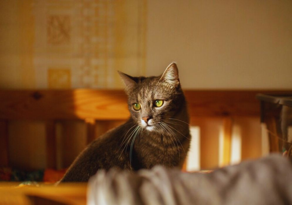 Tips for Reducing Stress in Cats