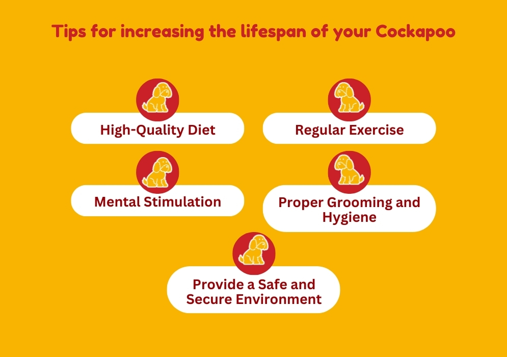 Tips for increasing the lifespan of your Cockapoo