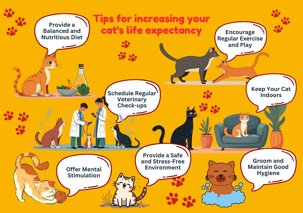 Tips for increasing your cat's life expectancy