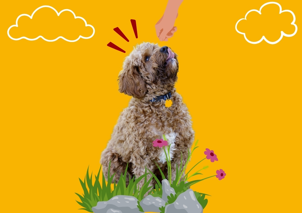 Tips for preventing Cavapoo behavior problems