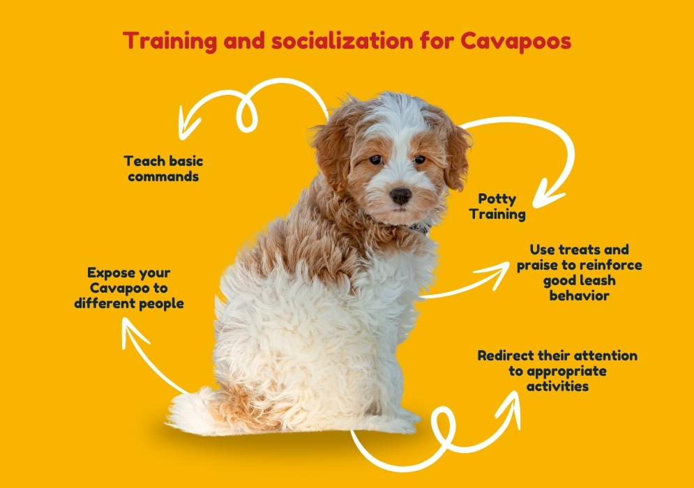 Training and socialization for Cavapoos