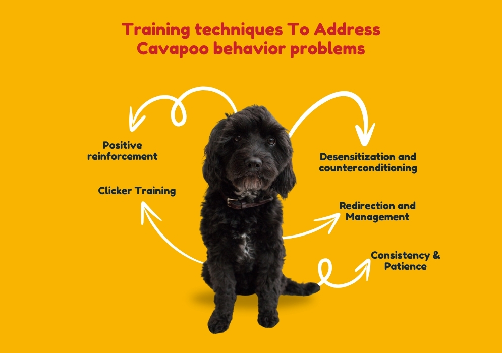 Training techniques To Address Cavapoo behavior problems