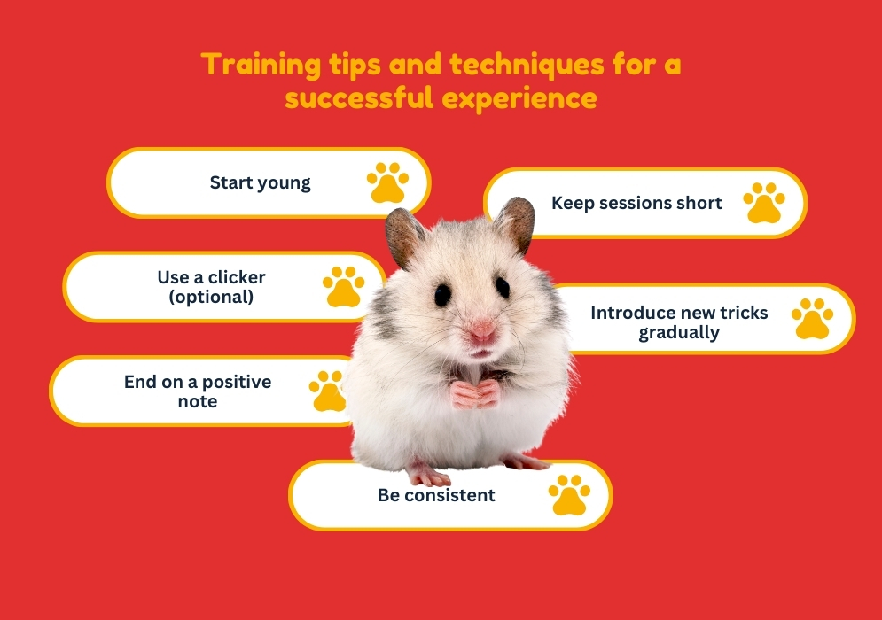 Training tips and techniques for a successful experience